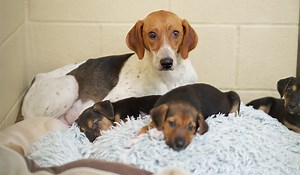 Rescued Flora Seeks A New Home - Along With Her Ten Puppies!