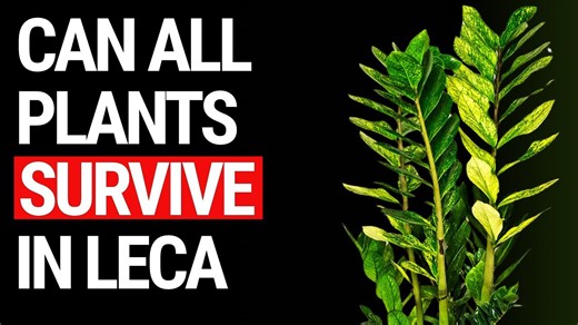 Can All Plants Survive in LECA? Find Out Which Thrive and Which Don’t