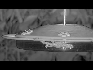 Gecko Sticks Landing, Explores Hummingbird Feeder In Panama – August 7, 2025