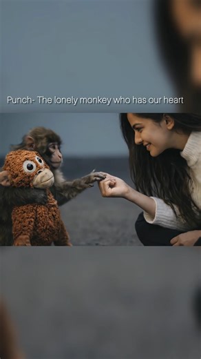 Punch, Ichikawazoo, Japan Monkey, Viral #punch #viralmonkey #monkey #ᴠɪʀᴀʟʀᴇᴇʟs #trending