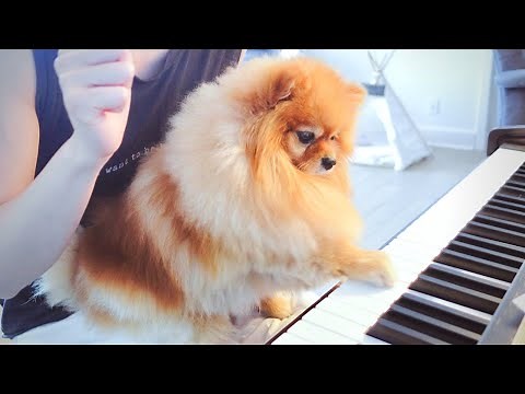 I Taught My Dog To Play The Piano | Pomeranian Learning How To Play The Piano