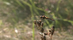 Dragonfly on a plant | Free Stock Video Footage