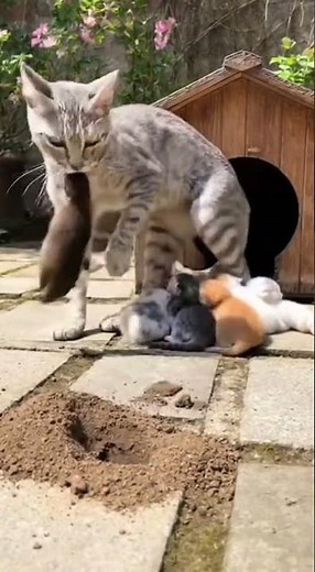 The Ultimate Teaching Tool: A Live Gopher