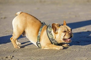 The French Bulldog Tail (Explained) - All You Should Know | Dog Advisory Council