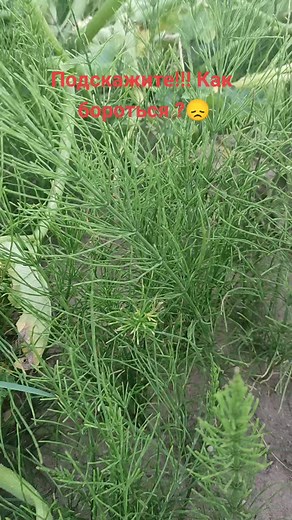 Growing Green Dill: Tips for Care and Harvesting