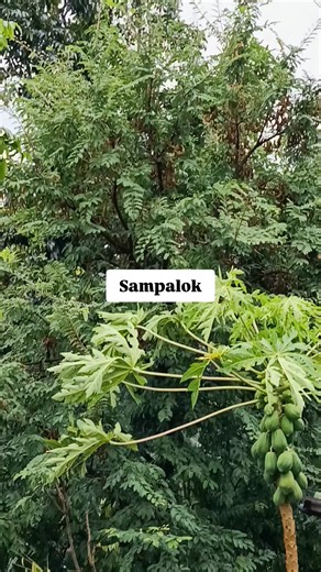 #highlights Sampalok | Blacknee MOTO