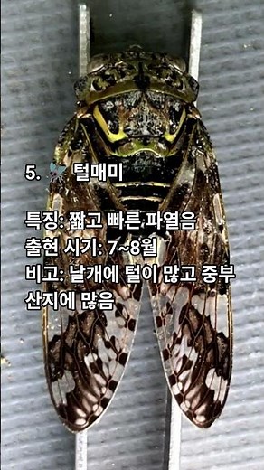 대한민국 대표매미TOP9 #매미소리 #여름자연 #자연의소리 #말매미 #참매미 #애매미 #소요산매미 #참깽깽매미 #유지매미 #늦털매미 #매미종류 #자연관찰 #매미