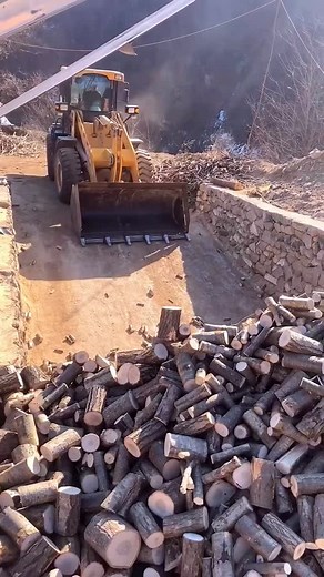 Natural ganoderma lucidum wood loading process | Narendra Jat Rohina