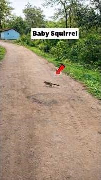 Baby Squirrel Crossing the Road 🐿️ || #minivlog