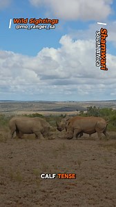 A rhino mum and calf worked together to defend themselves from a charging male. #rhino #wildlife #safari #southafrica #safari | Wild Sightings