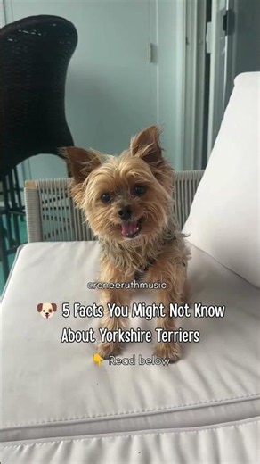 🐶 5 Facts You Might Not Know About Yorkshire Terriers