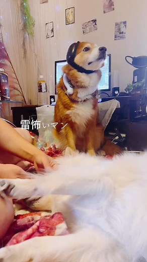 www #保護犬との暮らし #日常 #元野犬の子 #犬のいる暮らし #雑種犬 #元野犬 #保護犬 #雷怖い犬#イヤーカフ