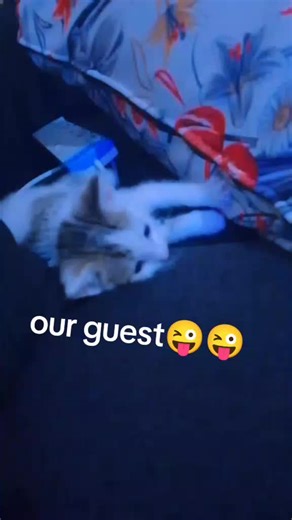 Jackykiangah (@jackykiangah7)’s videos with Meow meow meow meow lyrics - King English Kids