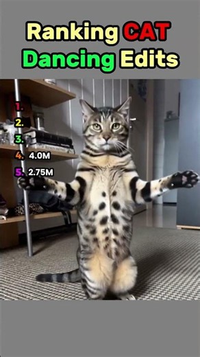 Ranking best CAT Dancing moments #cat #viral #dance #funny #meme #cute #dailymemes #ranking