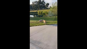 Great Dane Puppy Plays With Friendly Pig