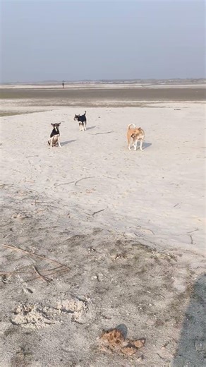 dog ka meeting #video #viral hi nice dog 🐕🐕🐕🐕🐕😊😊😊🐕