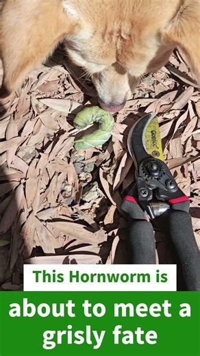 This Hornworm is about to meet a grisly fate #SHORTS