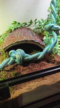 Ball Python Vivarium #ballpython #snake