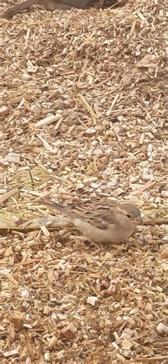 cute sparrow ‪@teachingheartVbySunny‬ #viral #sparrow #nature #shortsfeed
