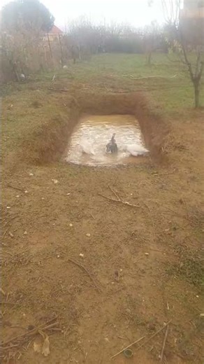 time to have some fun 🌟🦆#asmr #nature #animals #wildlife #forest #adventure #cute