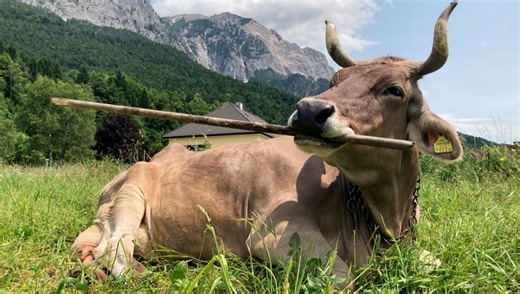 “We Didn't Even Think About Looking”: Broom-Wielding Veronika Shows Tool Use In Cows Isn't So Absurd After All