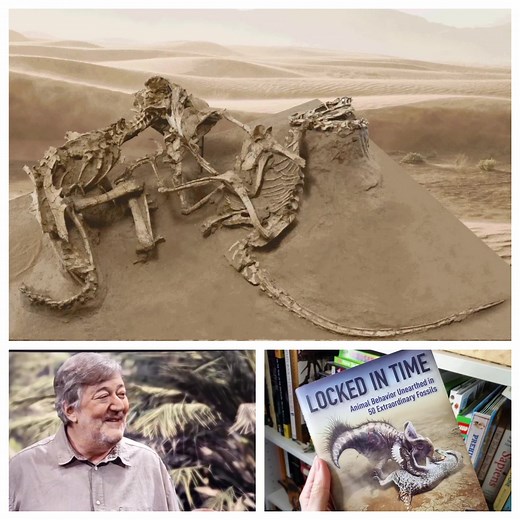 THE Fighting Dinosaurs fossil. One of the most remarkable dinosaur discoveries of all time – Yes, a pair of dinosaurs found fighting to their death, forever 'Locked in Time'. Did anybody catch my subtle hint in DINOSAUR with Stephen Fry 😏 ... here's a reminder, just swipe. #FossilFriday Illustration by Bob Nicholls Art. | Dr Dean Lomax - Palaeontologist