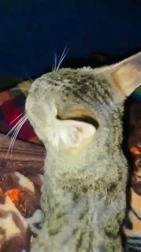 cat voice recorder with sweet cute little cat #cat #voice #ytshort #viral #catshorts