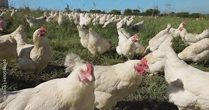 Close-up view. Free range organic chicken, looking into camera lens,other chickens scratching for food in background