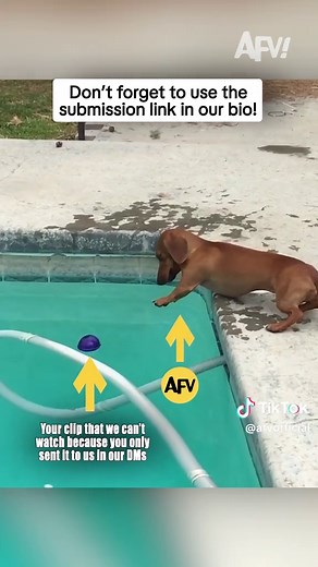 Submit Your Funny Videos for AFV Season 17