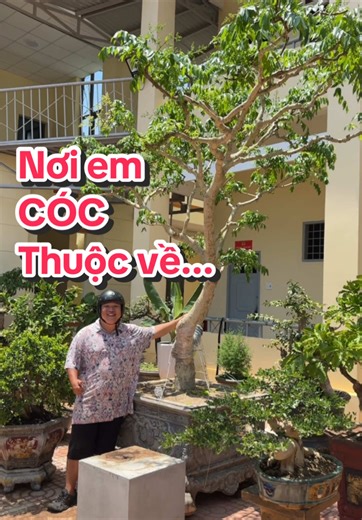 Nơi em cóc thuộc về❤️#bonsaibmt | bonsai