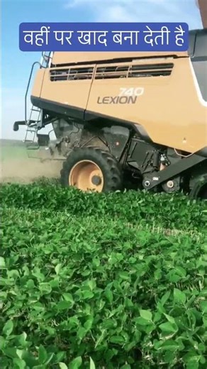 Relay cropping, two crops in the same field