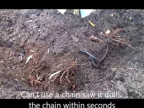 How to easily remove a medium size tree to replant elsewhere