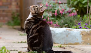 6 astuces pour protéger les oiseaux du chat - Gamm vert