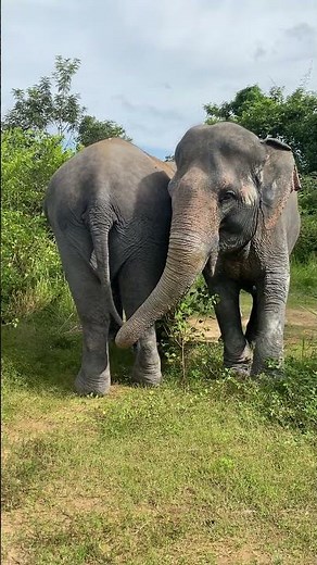 The Secret Life of Asian Elephants | Why These Gentle Giants Are the Heart of Our Ecosystem