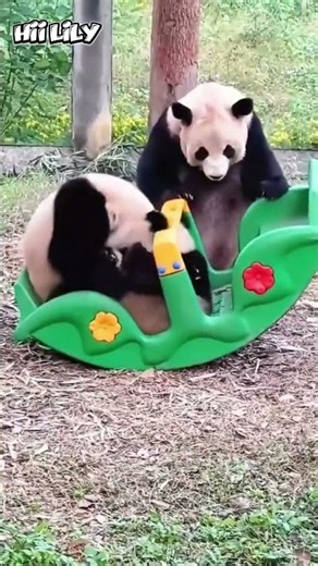 So Cute! This Is What It's Like When a Baby Panda Cuddles With Its Mom 🐼😍 #youtubeshorts #babypanda