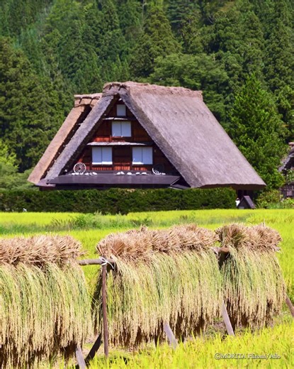 23K views · 581 reactions | Ride the golden waves of Japan's autumn harvest ! From late August to mid-October, many of Japan’s fields are painted in gilded ripples of rice ripening in the autumn breeze. Witness for yourself one of the season’s most beautiful moments! We are on the hunt for the Japanese landscapes and traditions you love the most, so share your ideas in the comments and help us shine a spotlight on them! | Japan - The Government of Japan | Facebook