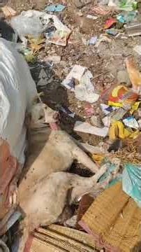 RESCUED THE VERY AGED BABY WHO GOT SEVERE CD UNABLE TO MOVE SUFFERING IN STREETS