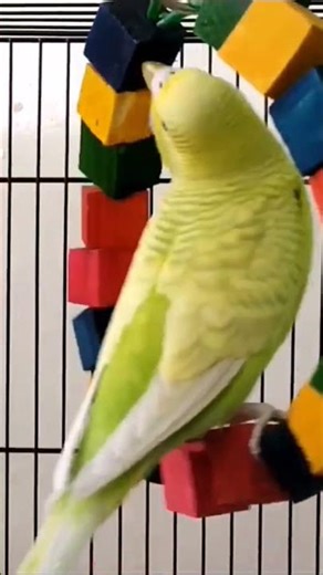 Hanging perch for parrots #budgies #birds #parrot #pet