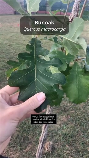 Andrew Conboy on Instagram: "I recently joined The Nature Conservancy in Pennsylvania (@conserve_pa), the Philadelphia Eagles, and other community partners to help plant some native trees at the South Philadelphia Super Site. This park is a popular venue for youth sports and activities, so creating an area to escape the blazing summer sun was much needed! The Nature Conservancy in Pennsylvania has been supporting many projects like these in Philly and across PA for over 50 years, and they’ve con