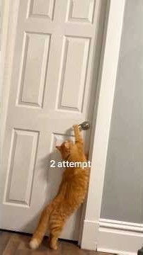 Gatos🐈 Curioso😲 Y Divertidos😂🤣#gatos #viral #humor #funny #cat #pets #gracioso #curiosidades