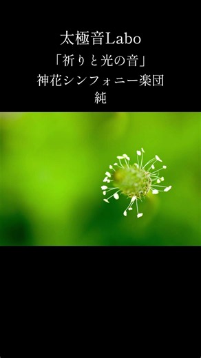 【太極音Labo】「祈りと光の音」神花シンフォニー楽団 純 －ピアノ 太極律438.5Hz－ #太極律 #太極音 #神花シンフォニー楽団