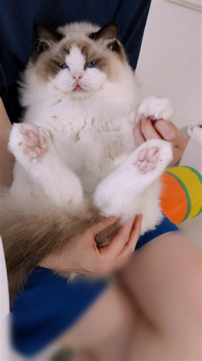 抱っこマン🧸 #shorts #猫 #ラグドール #甘えん坊猫 #猫のいる暮らし #ragdoll