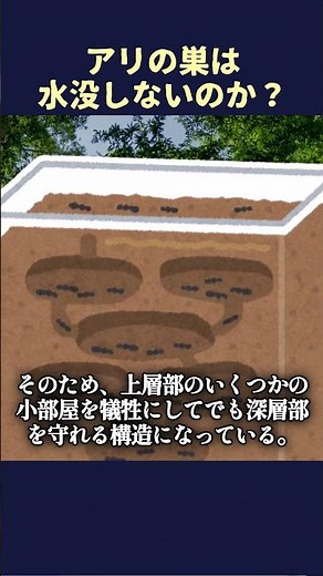 アリの巣は水没しないのか？ #shorts #いきもの #ゆっくり解説