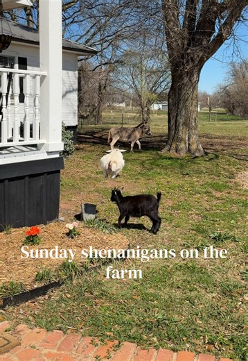 Frisky Animals in Cold Weather: Farm Shenanigans