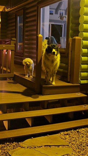 the moment they realize she's home!