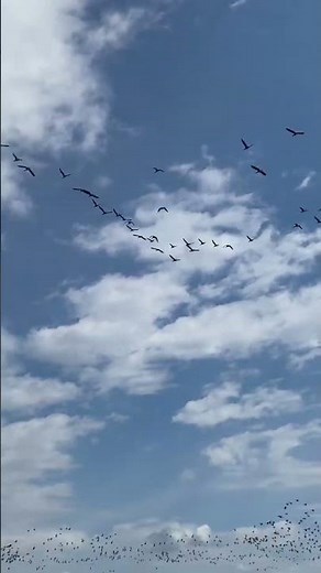 Teamwork in the Sky: Geese Flying Together 🪶🌤️