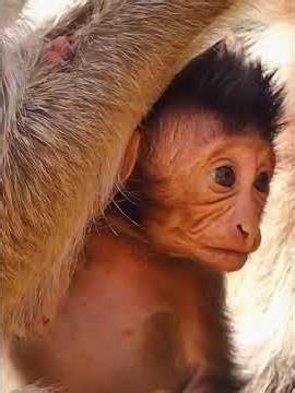 🌞 Morning Routine of Baby Monkeys | So Relaxing and Adorable #babymonkey #animals #monkey