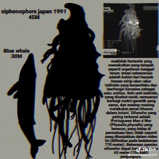 五個最大的海底生物介紹