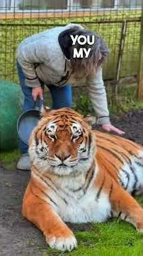 Turning your back on a tiger? #lion #tiger #tigerattack #Siberiantiger