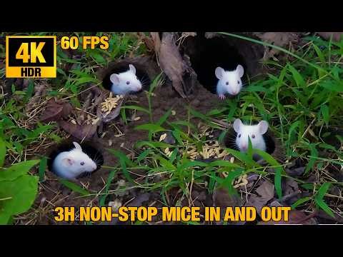 3H Mice Burrow Adventure 🐭 Cat TV: Non-Stop Little White Mice Playing in 4K HDR
